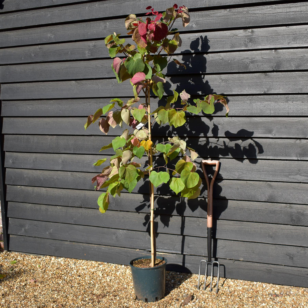 Cercis canadensis 'Hearts A'Fire' - Height 160-180cm - Bushy - 12lt