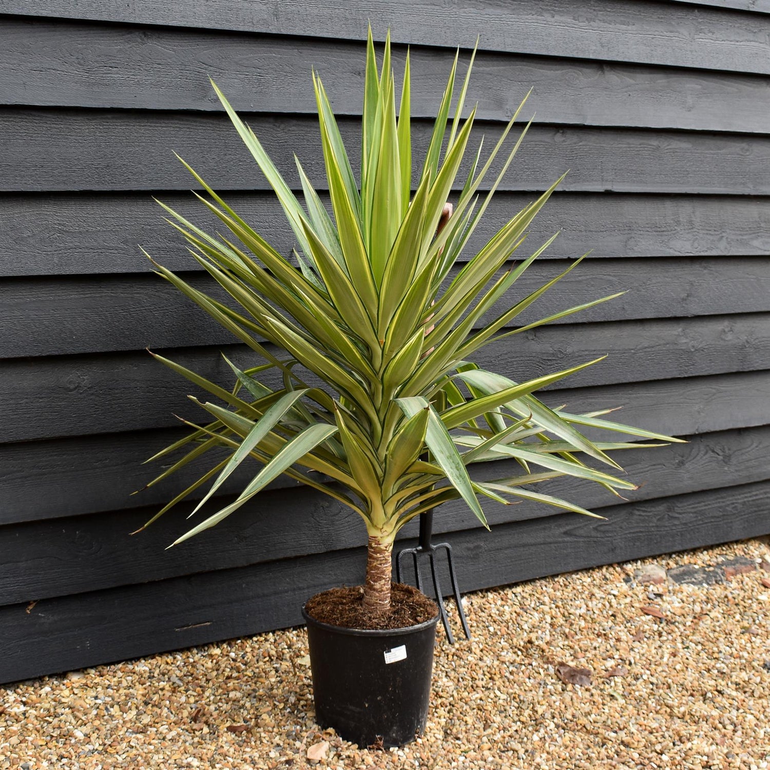 Yucca 'Jewel' - Height 100-110cm - 10lt