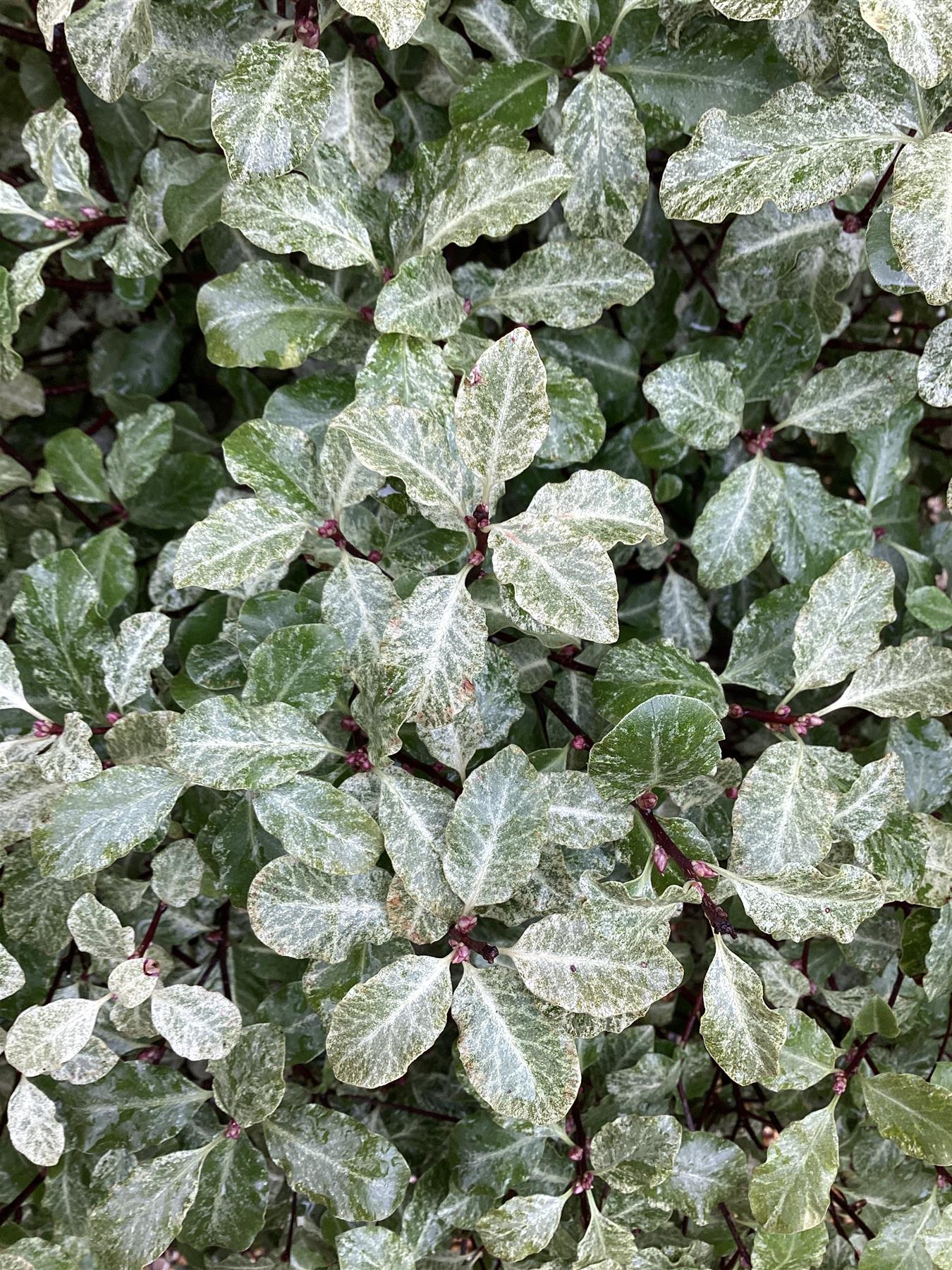 Pittosporum Irene Paterson - 160-180cm - 25lt