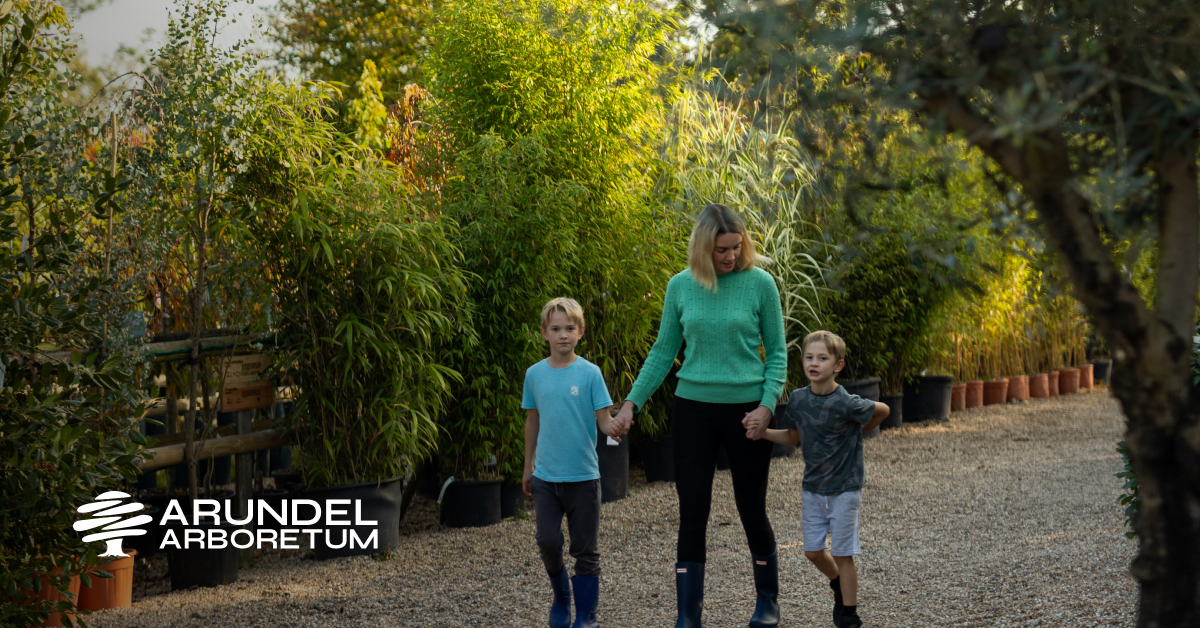 common dogwood tree Arundel Arboretum