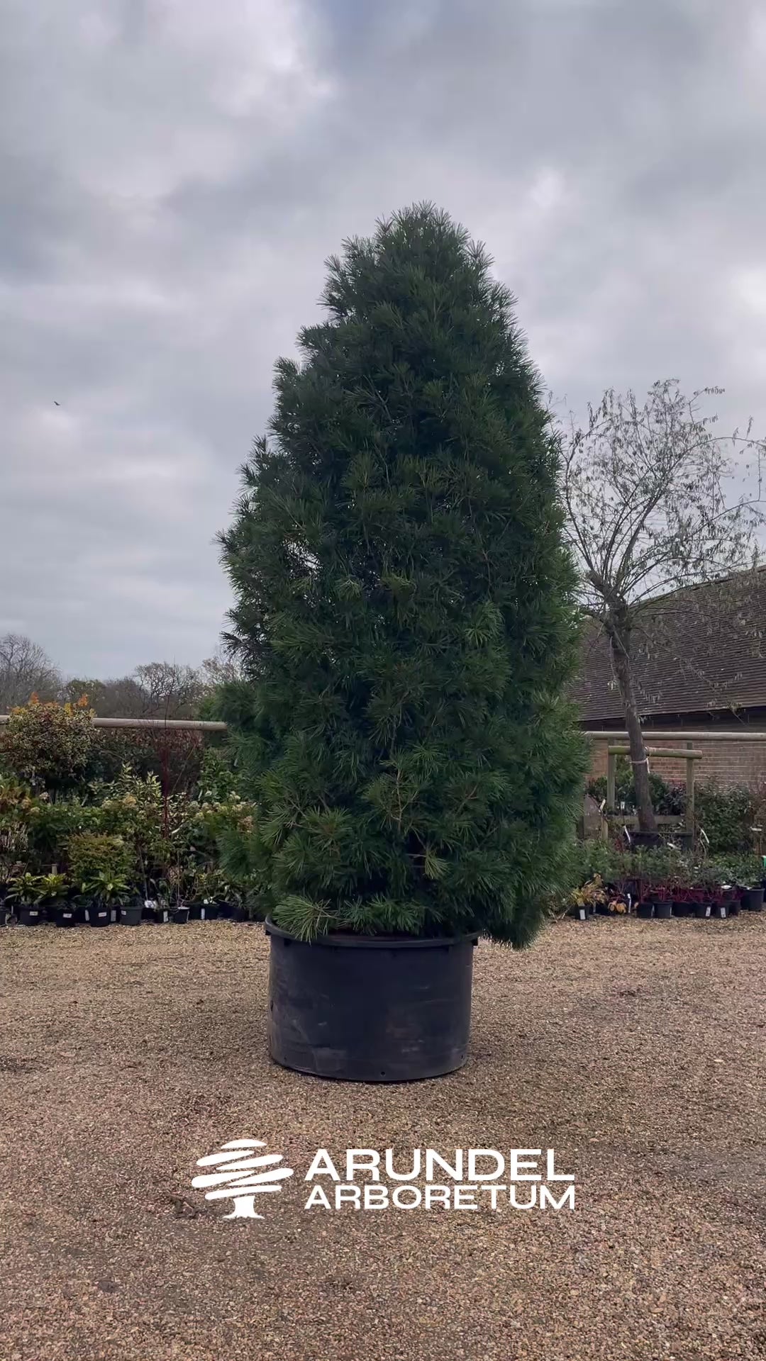 Sciadopitys Verticillata | Japanese umbrella tree - Specimen Tree - Height 350-380cm - 500lt