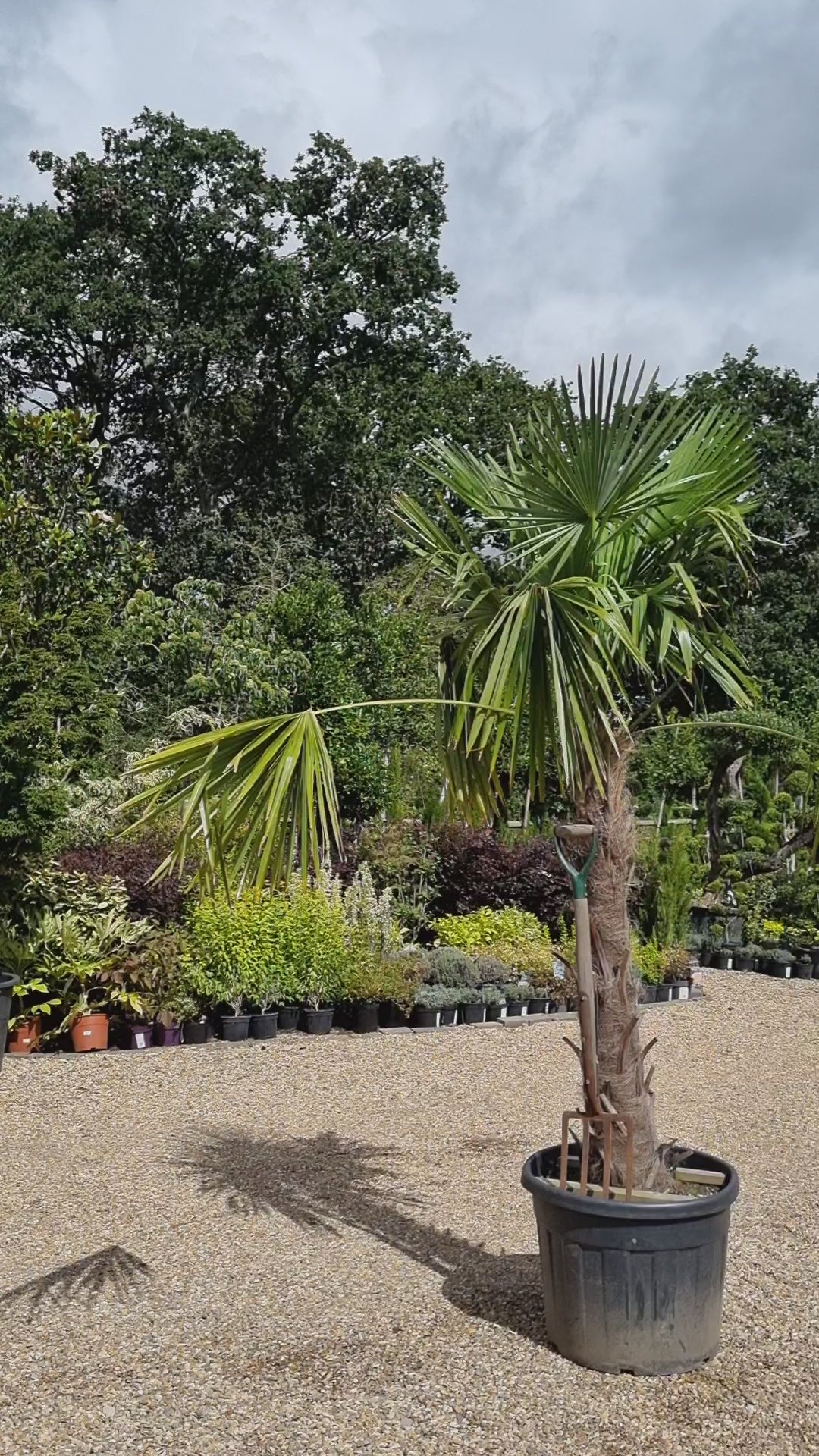 Windmill palm | Trachycarpus fortunei - Stem 130-140cm - Height 180-220cm - 70lt