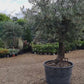 Olive Tree | Olea Europea 1/2 Std Girth 50cm - 210-220cm, 160lt