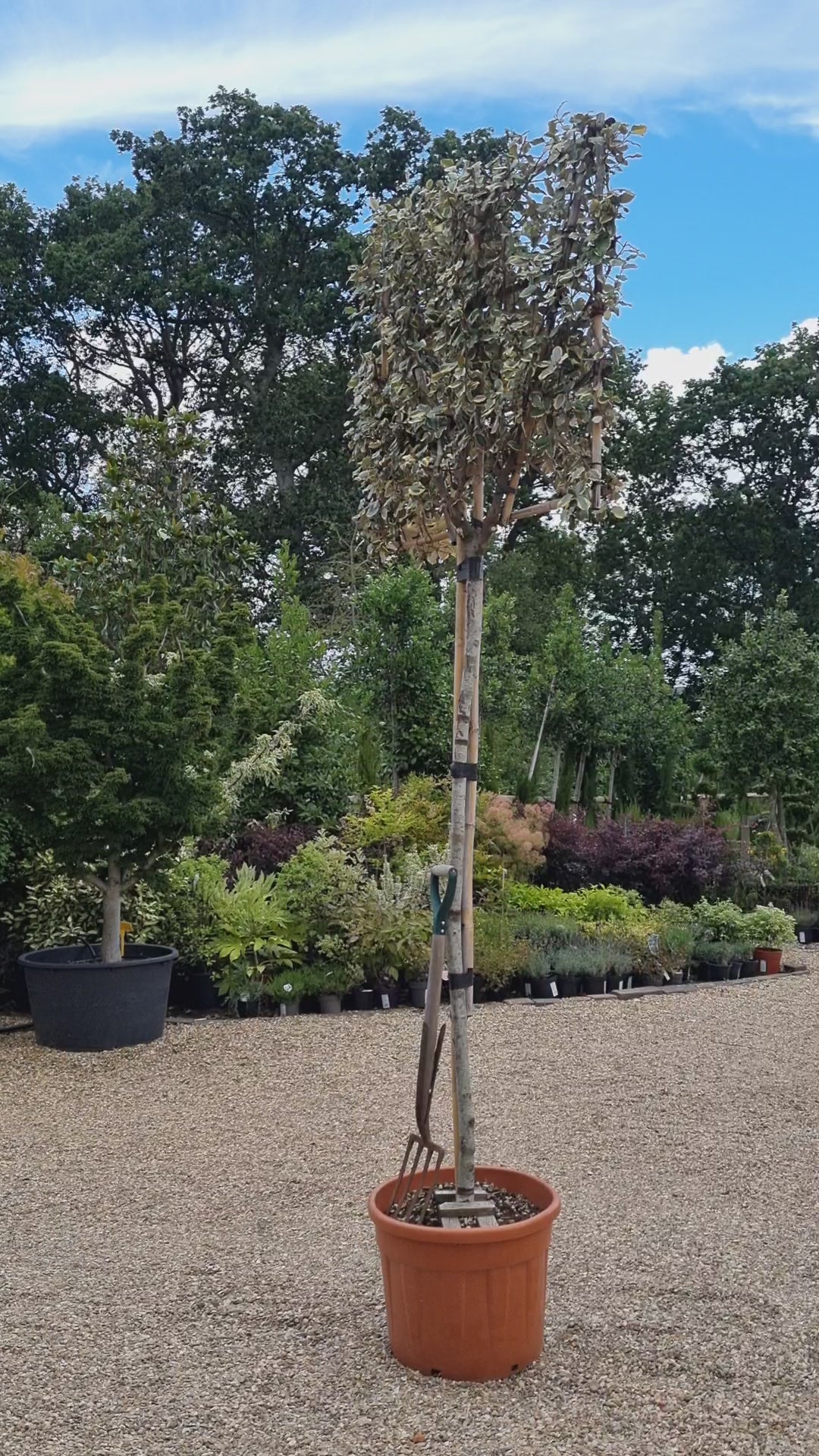 Elaeagnus ebbingei 'Viveleg' - Standard - Pleaced/Espalier (100x100cm bamboo) - Stem 200cm - Girth 10-12cm - Height 300cm - 70lt