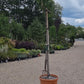 Carpinus betulus - Pleached/Espalier (100x100cm Bamboo) - Stem 200cm - Girth 12-14cm - Height 300cm - 70lt