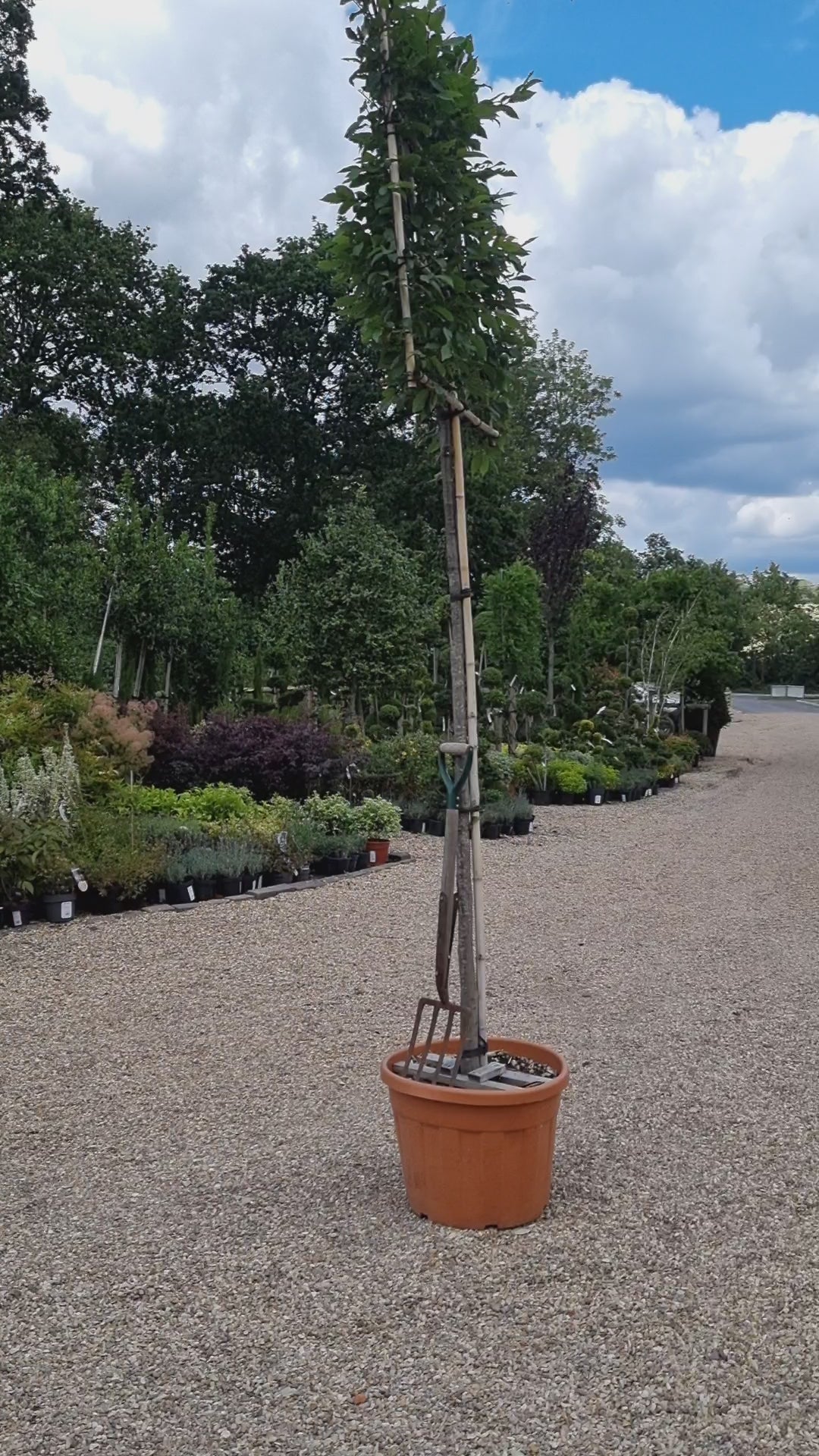 Carpinus betulus - Pleached/Espalier (100x100cm Bamboo) - Stem 200cm - Girth 12-14cm - Height 300cm - 70lt
