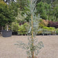 Eucalyptus Gunni Silverana | Cider Gum Tree - 180-220cm, 20lt