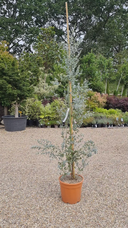 Eucalyptus Gunni Silverana | Cider Gum Tree - 180-220cm, 20lt