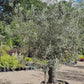 Olive Tree | Olea Europea 1/2 Std Girth 52cm - 210-220cm, 160lt