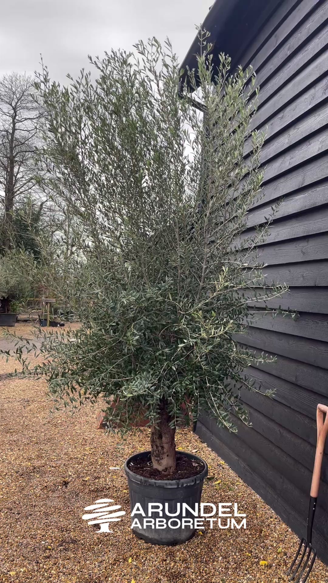 Olive Tree | Olea Europea Specimen 28A - Trunk Height 40cm - Height 240-260cm - 70lt