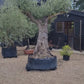 Olive Tree | Olea Europea 1/2 Std 4 Branch - 265-275cm, 400lt