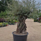 Olive Tree | Olea Europea 1/2 Std - 255-265cm, 400lt