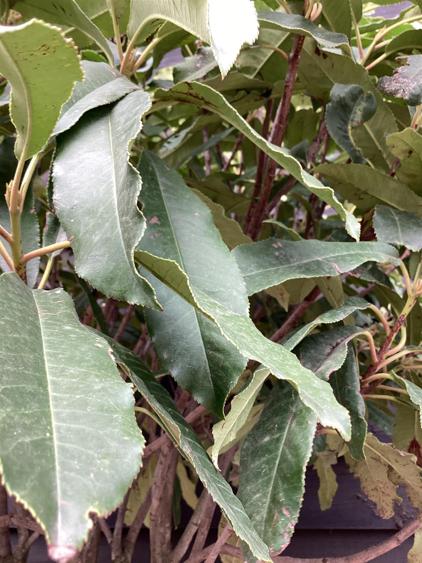 Photinia serratifolia Crunchy | Photinia 'Crunchy' - 1/2 std Clear Stem - 160-180cm, 45lt