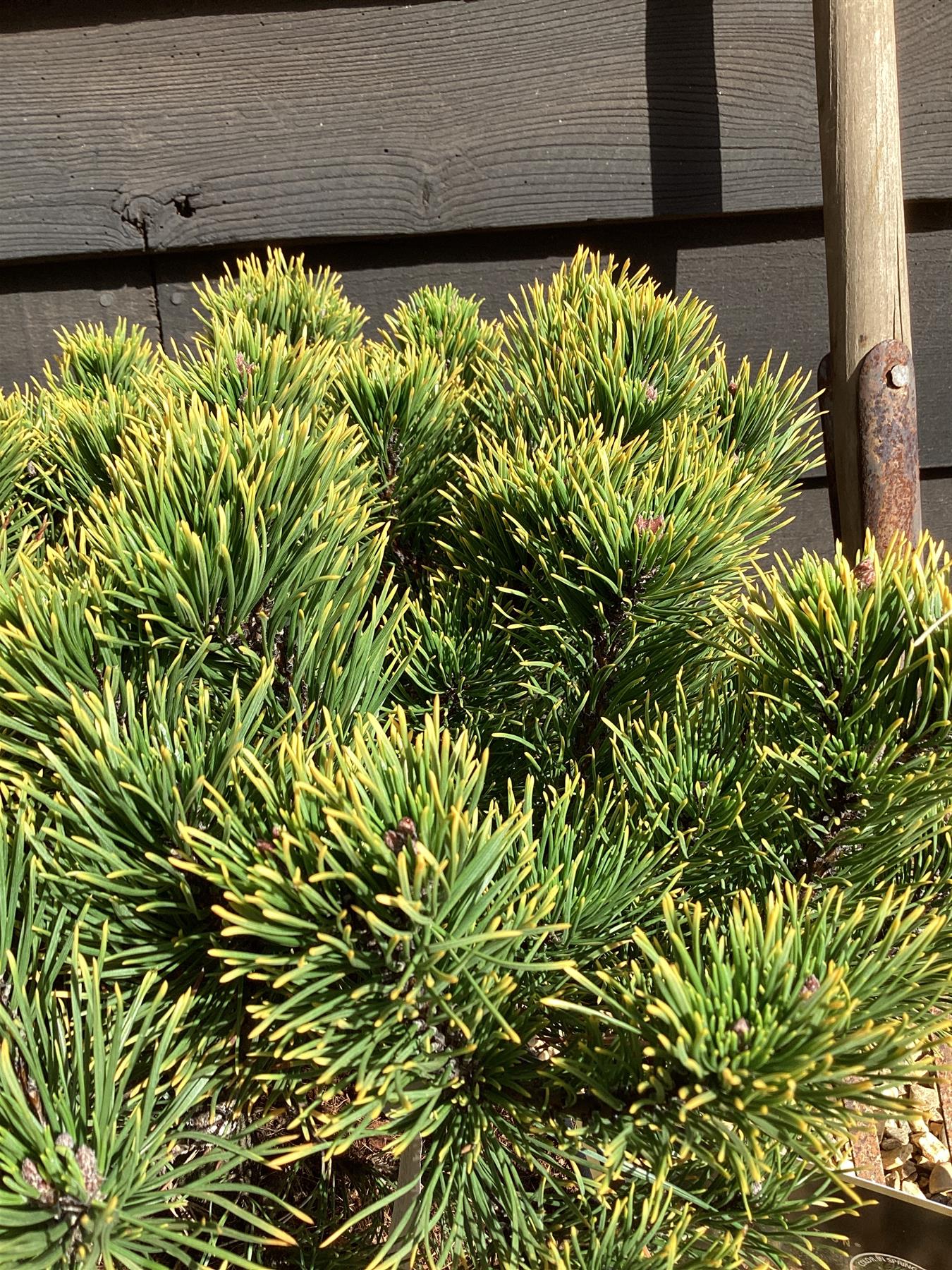 Pinus mugo 'Carsten's Wintergold' | Dwarf mountain pine 'Carsten' - 45-55cm, 18lt