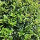 Ligustrum jonandrum | Delavay Privet Tree 1/2 std - 90-120cm, 30lt