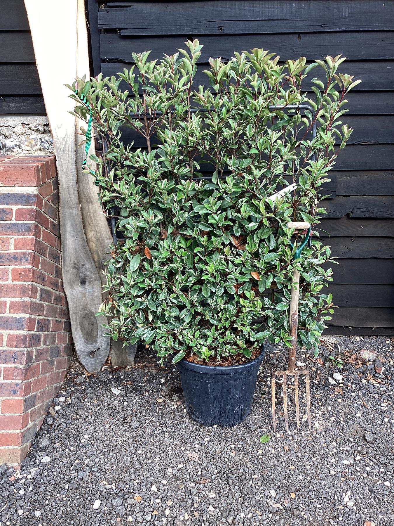 Photinia Pink Marble ('Cassini') | Christmas Berry Pink Marble - Frame - 200-210cm, 55lt