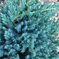 Juniperus squamata 'Blue Carpet' - 40-50cm, 2lt