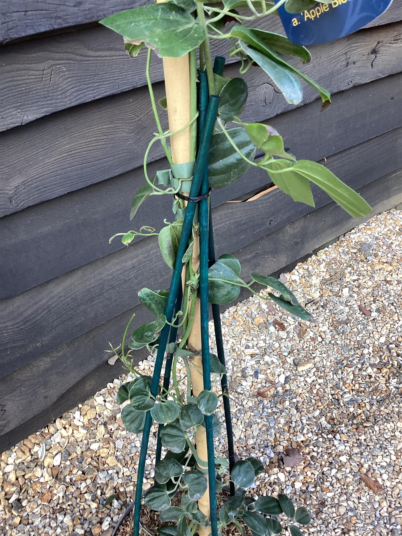 Clematis Apple Blossom - 120-160cm, 10lt