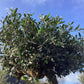 Olea Europea Cloud Tree | Common Olive - 7 Clouds - 205-215cm, 285lt