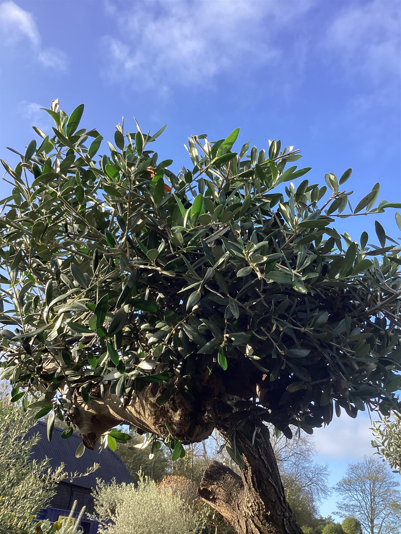Olea Europea Cloud Tree | Common Olive - 7 Clouds - 205-215cm, 285lt