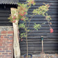 Sorbus vilmorinii | Vilmorin's Rowan 1/2 std, Clear Stem - 180-200cm, 30lt