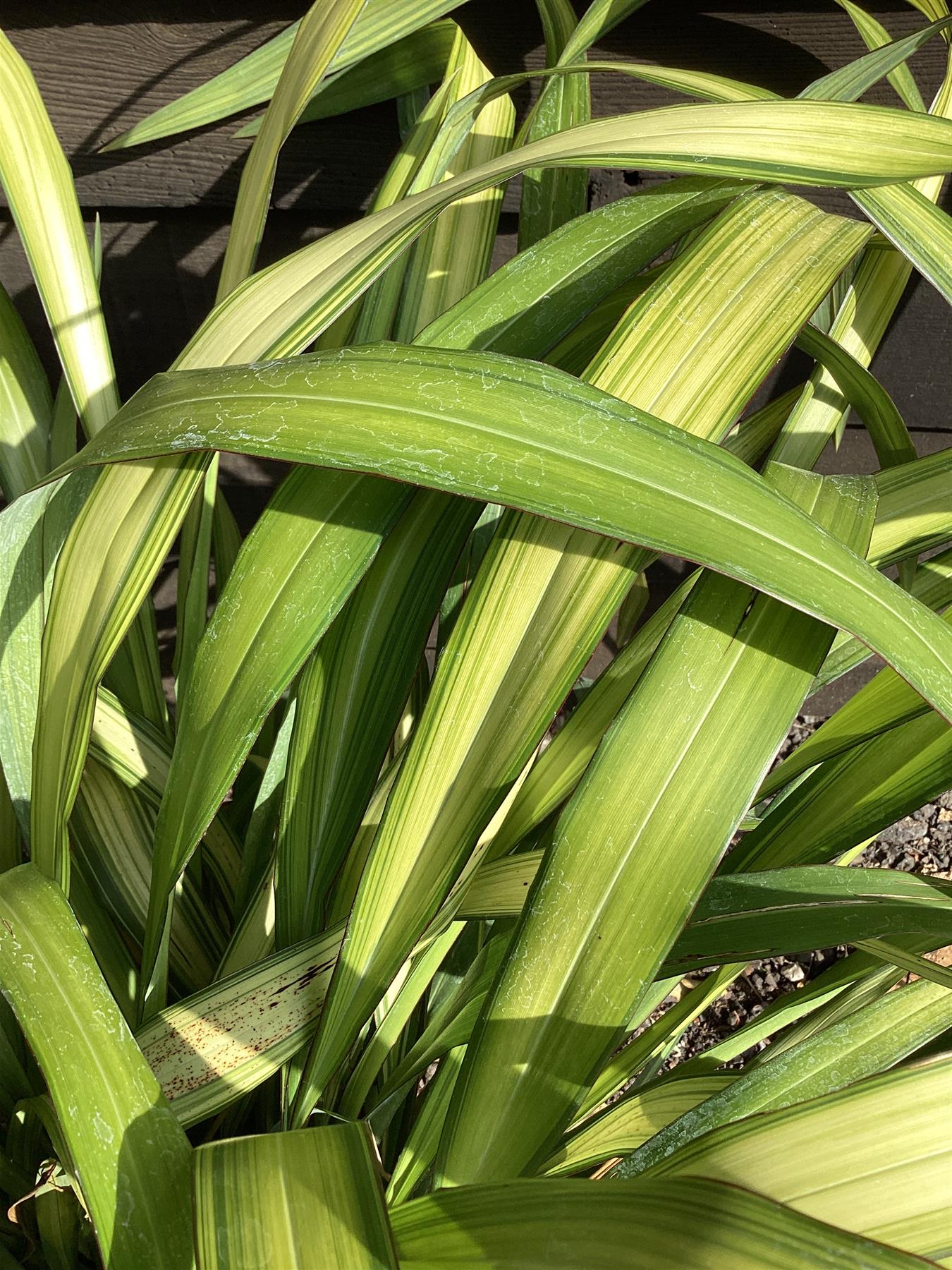 Phormium Yellow Wave | New Zealand Flex 'Yellow Wave' - 90-120cm, 10lt
