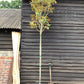 Magnolia Grandiflora Little Gem | Southern Magnolia ‘Little Gem’ - 300-320cm, 30lt