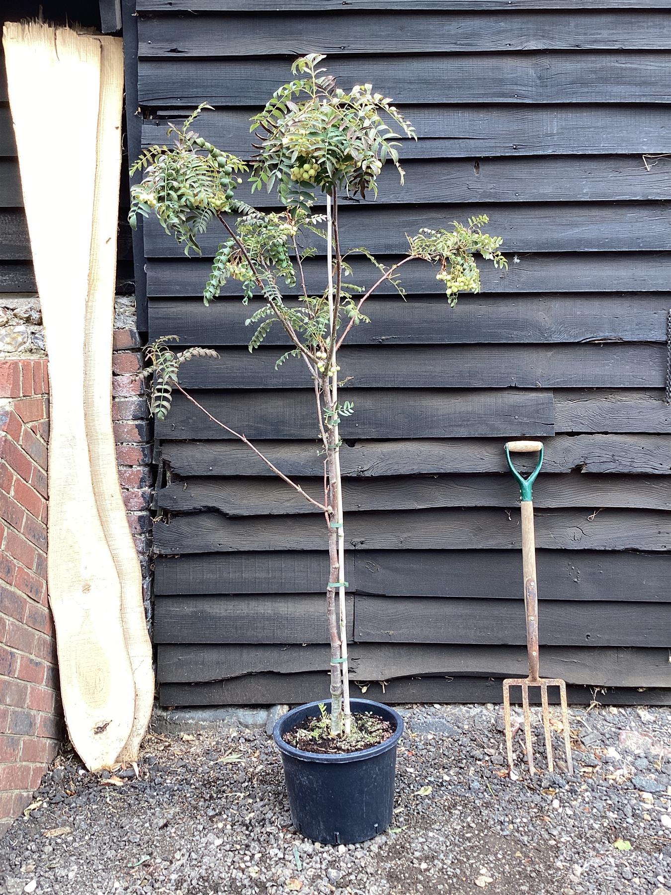 Sorbus cashmiriana | Kashmir Rowan 1/2 std, Clear Stem - 150-180cm, 20lt