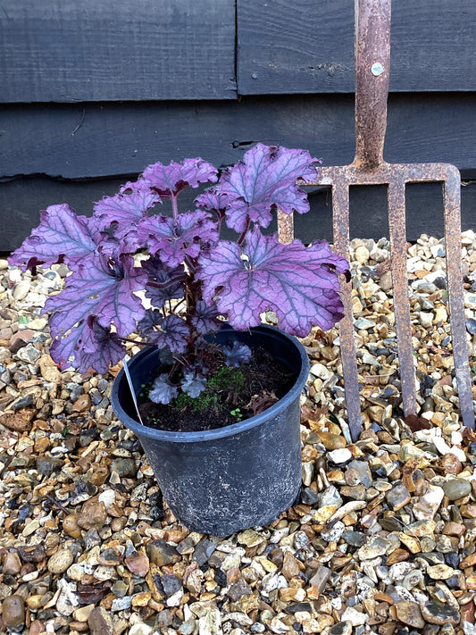 Heuchera Forever | Coral Bells Forever Purple - 10-30cm, 2lt