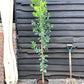 Arbutus unedo | Strawberry Tree - 70-100cm, 15lt