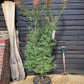 Acer palmatum 'Jerre Schwartz' | Japanese maple 'Jerre Schwartz' - 230-240cm, 35lt