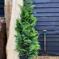 Chamaecyparis lawsoniana 'Stardust' Lawson's cypress - 170-180cm - 30lt