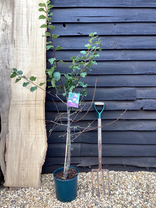 Plum 'Marjorie's Seedling' on St. Julian - Moderately vigorous | Prunus domestica - 150-160cm - 12lt