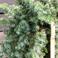 Juniperus conferta 'Blue Pacific' - 130-140cm, 25lt