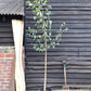 Betula jacquemontii | Himalayan Birch - 280-300cm, 20lt