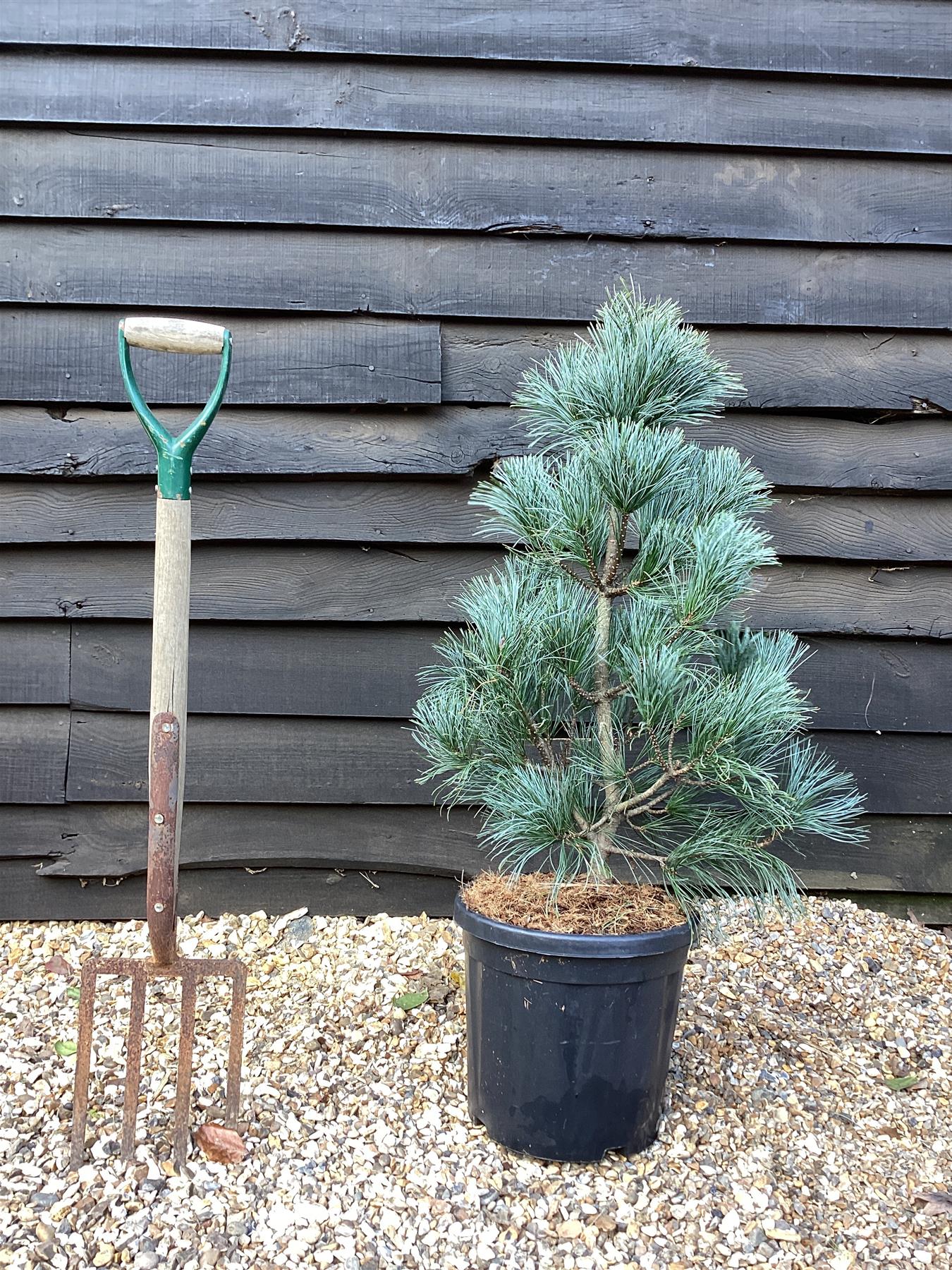 Pinus koraiensis 'Silveray' | Silveray Korean Pine - Height 90cm - Width 70-80cm - 18lt