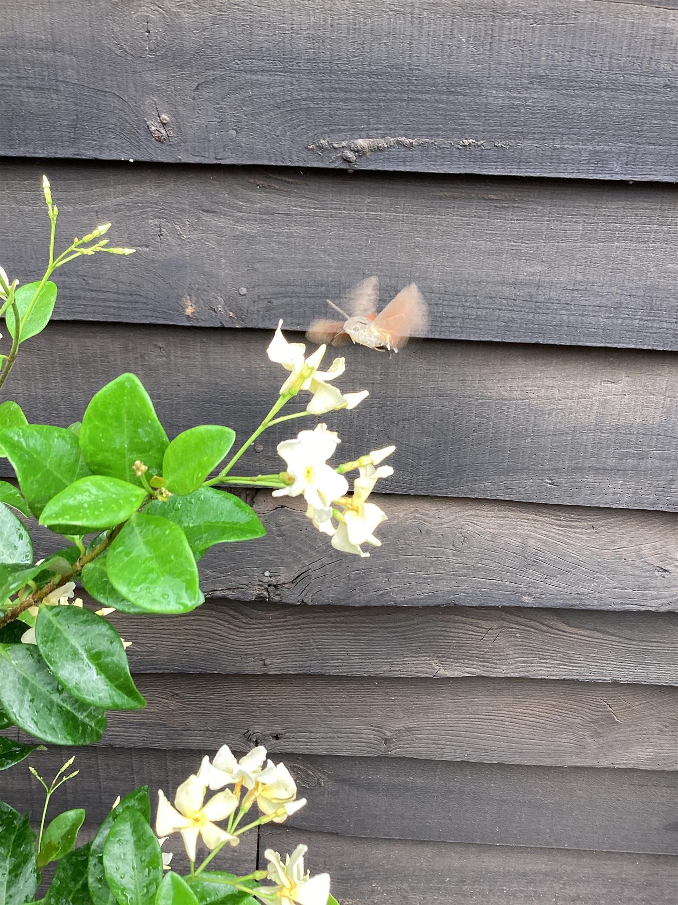 Trachelospermum jasminoides | Star of Toscana - 40-60cm, 2lt