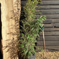 Phyllostachys nigra | Black Bamboo - 200-220cm, 10lt