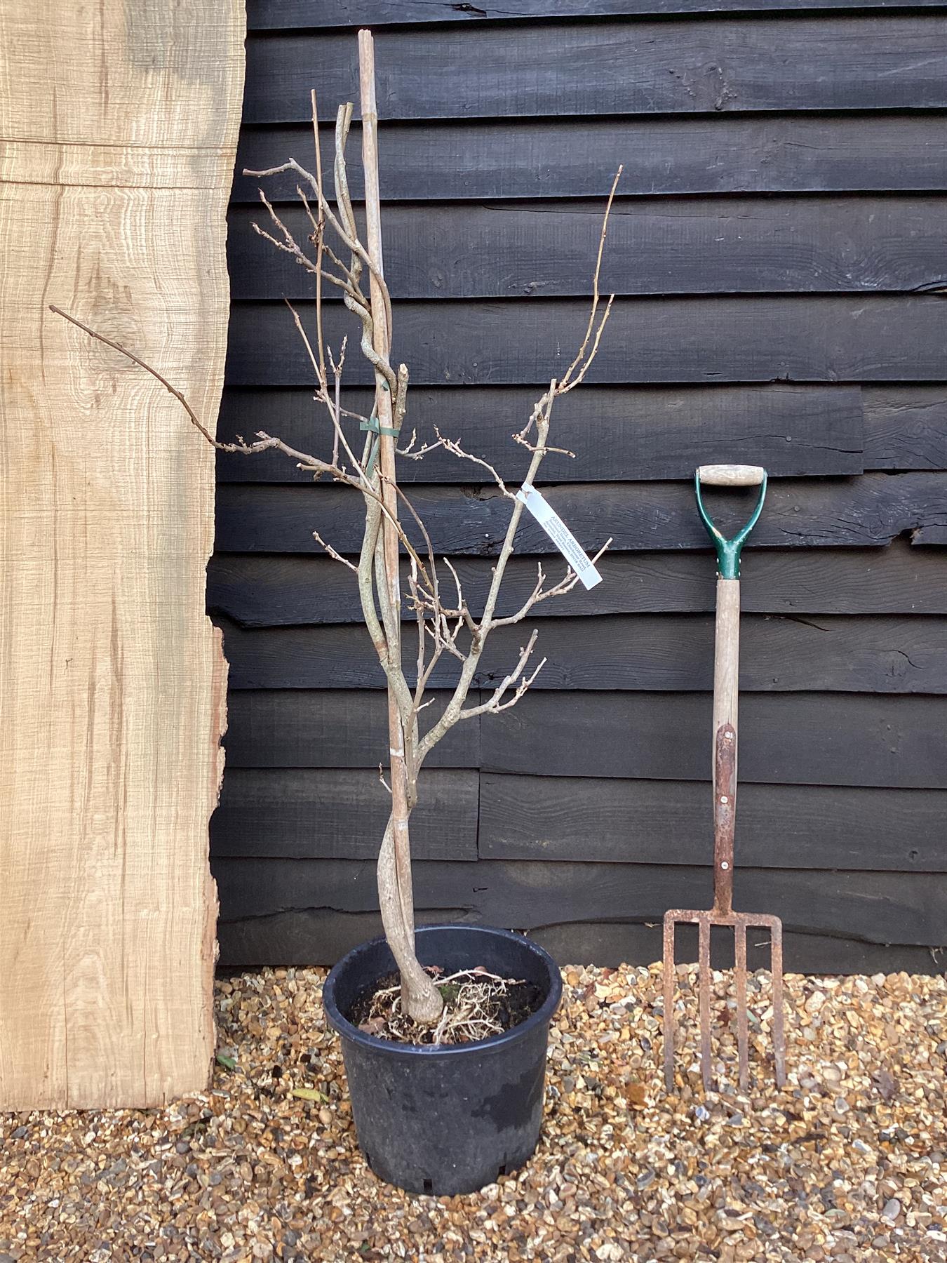 Wisteria floribunda | Japanese Blue Wisteria - 15lt