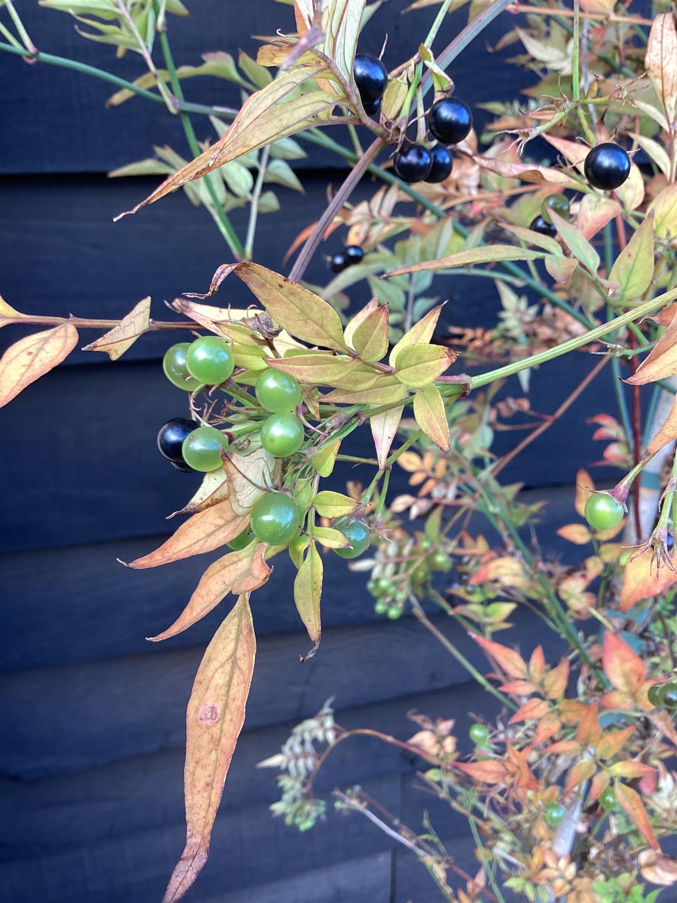 Jasmine officinalis | Common White Jasmine - 90-110cm, 10lt
