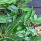 Laurus nobilis | Bay Tree - Pyramid - 100-150cm, 30lt