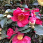 Camellia sasanqua Hiryu | Camellia 'Hiryu' - Half Standard - 210cm, 35lt