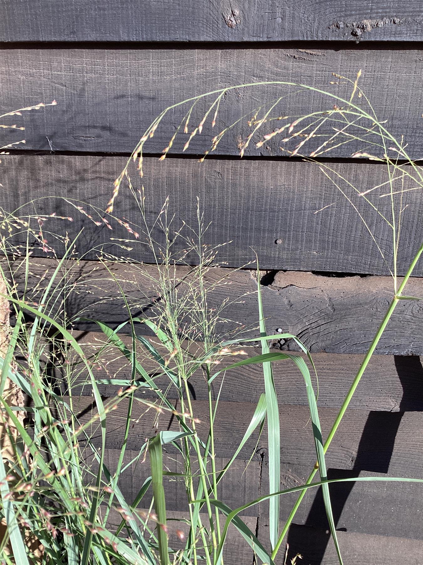Panicum virgatum 'Prairie Sky' - 55-65cm, 10lt