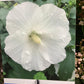 Hibiscus syriacus 'Totus Albus' | Rose of Sharon 'Totus Albus' - 50-60cm, 3lt