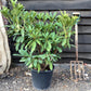 Rhododendron Helrood Red - 60-80cm, 15lt