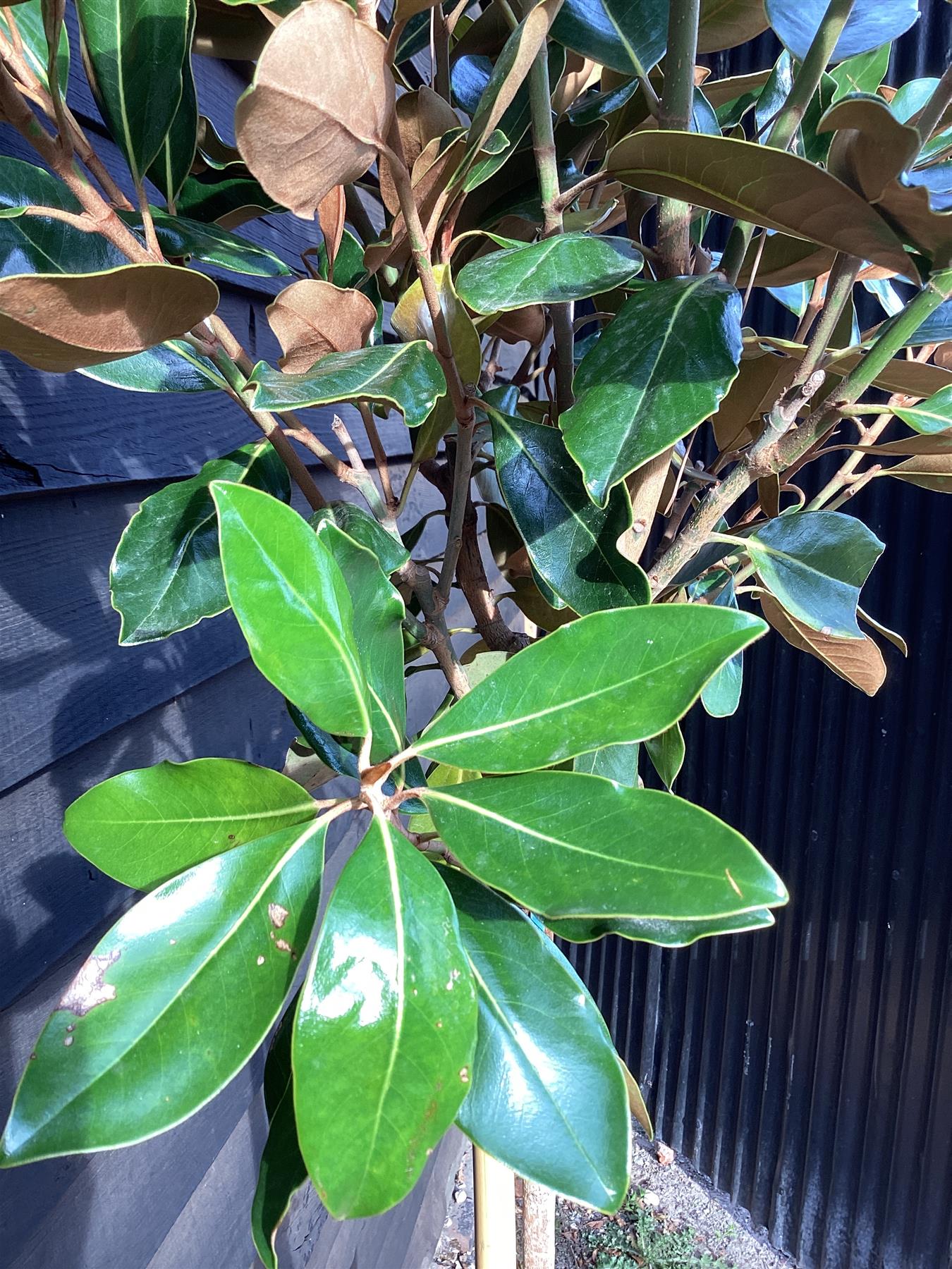 Magnolia grandiflora Little Gem | Southern Magnolia ‘Little Gem’ 1/2 std - 110-120cm, 20lt