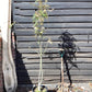 Sorbus cashmiriana | Kashmir Rowan 1/2 std, Clear Stem - 120-150cm, 10lt
