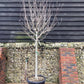 Magnolia Purpurea - Girth 16cm - Clear Stem - 180cm - 70lt