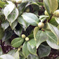 Camellia Japonica 'Fungo' |  Japanese Camellia - 400cm -180lt