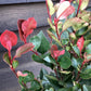 Photinia Robusta Compacta | Red-Leaf Photinia - Parachute - 160cm, 45lt